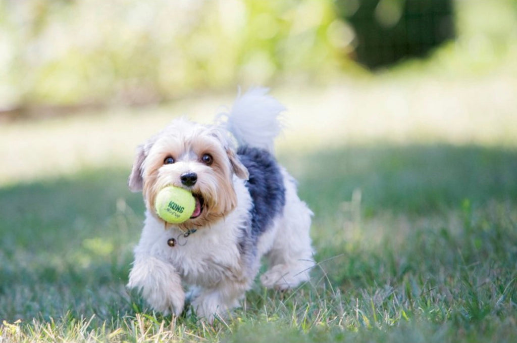 KONG SqueakerAir Tennis Ball Dog Toy - S - 4ct